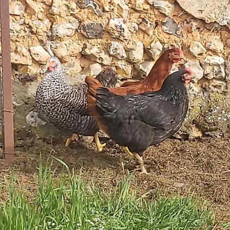 Maison à La Campagne, Coté Forêt